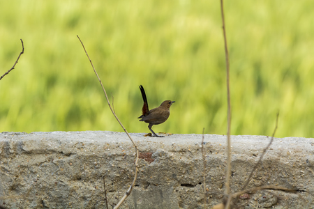 Closeup of an Indian Robin Bird perched on a wall with smooth green out of focus backgroundの写真素材