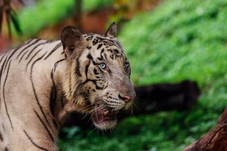 Closeup of a roaring White Tiger looking away with a green flora out of focus backgroundの写真素材