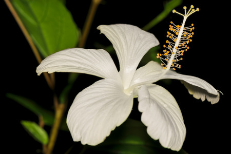 Closeup of a single beautiful colorful tropical white color shoe flower Hibiscusの写真素材