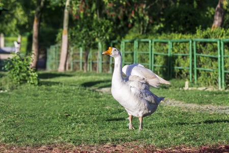 Portrait of a beautiful white wild Goose in a park spreading its wings surrounded in colorful natureの写真素材