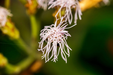 Beautiful white color Ageratum Houstonianum flower (or Floss Flower, Blue Mink, Whiteweed, Pussy...