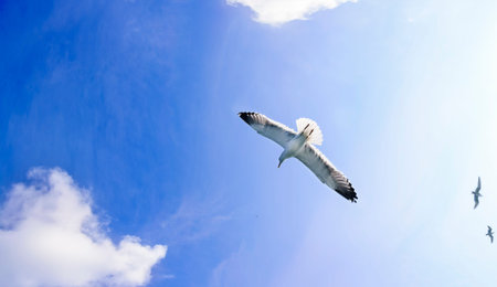Freedom concept. Flying seagulls under blue sky and white clouds