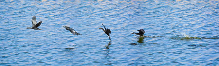 Sequential frames of a Cormorant bird diving into the Man Sagar lake for fish and then flying away