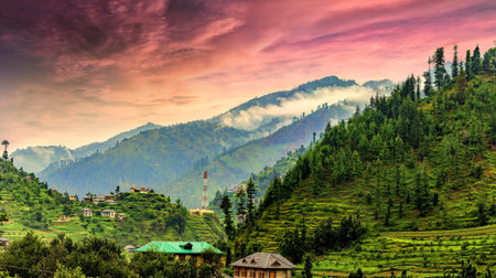 Beautiful scenic deep tropical forest / jungle of Janjehli, Himalayas, India