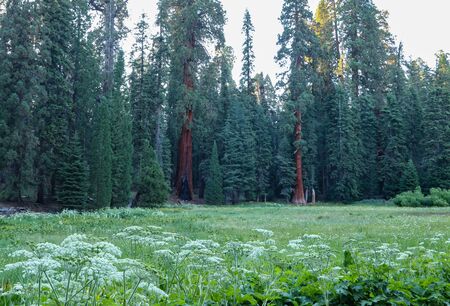 An amazing view of the beautiful meadows found in the heart of Sequoia National Forest. Many redwood trees in background.の写真素材