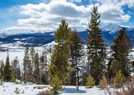 A beautiful view of the tall trees in Colorado. Rocky mountains in background. Overcast day.の写真素材