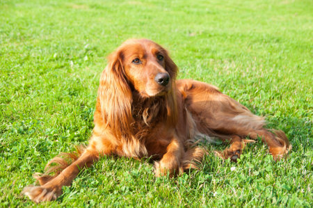Dog Spaniel of Brown on grass