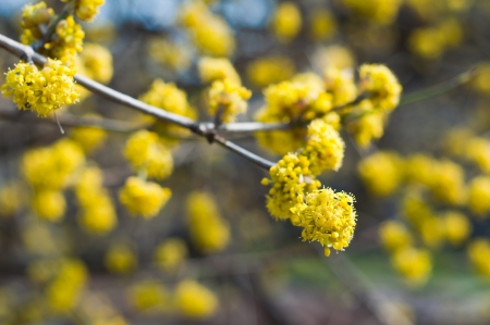 spring yellow blossoms on treeの写真素材