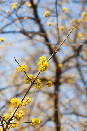 spring yellow blossoms on treeの写真素材