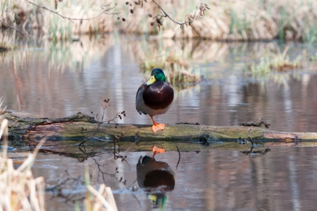 wild birds on nature backgroundの写真素材
