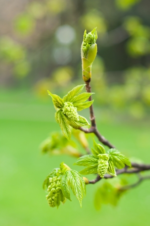 beautiful shoot spring blossoming treeの写真素材