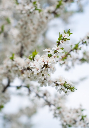 white spring flowers on a tree branchの写真素材