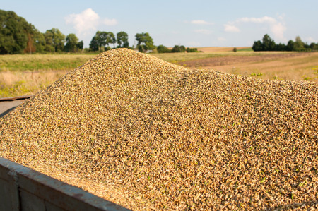 corn harvesting by combine harvester.の写真素材