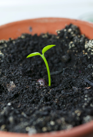 Young plant in the natural light - focus selectedの写真素材