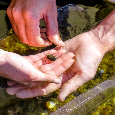 Sealife in handの素材
