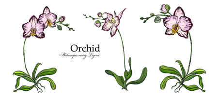 Vector bright flower arrangement of orchids. Orchid legend, Botanical illustrationのイラスト素材