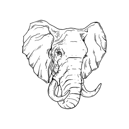 Drawn black and white graphic animals, vectorのイラスト素材