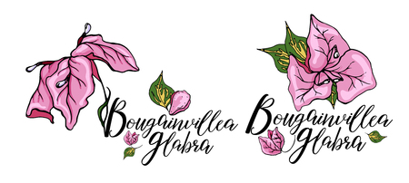 Decorative bougainvillea flowers set, design elements. Can be used for cards, invitations, banners, posters, print design. Floral background in line art styleのイラスト素材
