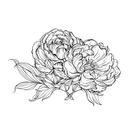 Bright painted watercolor compositions with peony flowers. Botanical illustrationの写真素材