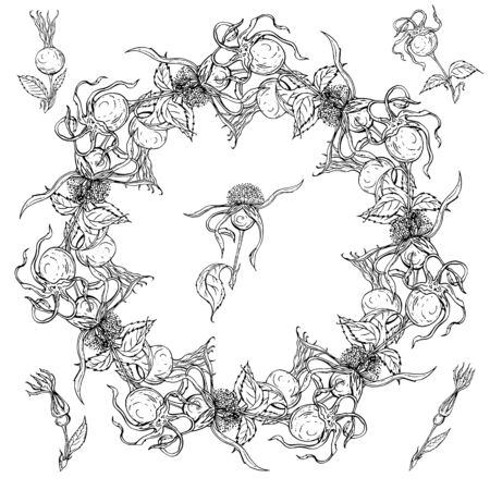 Graphic vector plant sets with wild rose flowers and flower budsのイラスト素材