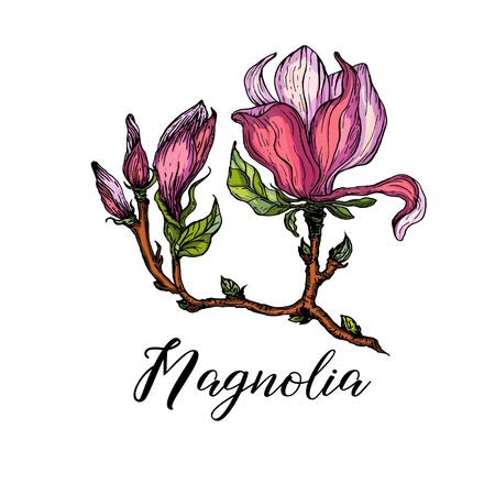 vector bright flower collection of Magnolia flowersのイラスト素材