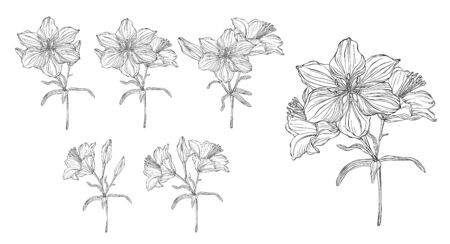 vector graphics of a floral composition with flowers liliesのイラスト素材