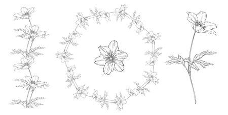 vector floral black and white composition set with anemone flowersのイラスト素材