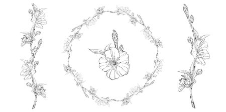 Graphic delicate flower compositions.のイラスト素材
