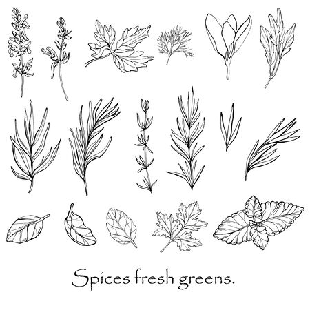 Vector black and white drawing of spicy spices.のイラスト素材
