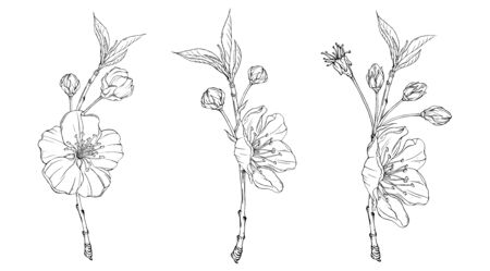 spring flower graphic blooming branchの写真素材