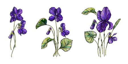 Vector floral composition of flowers of violets. Violet fragrant.のイラスト素材