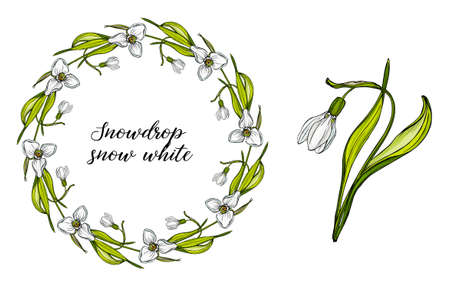 Vector floral set with flowers of snowdrops. Spring flowers.のイラスト素材