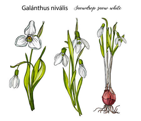 Vector floral set with flowers of snowdrops. Spring flowers.のイラスト素材