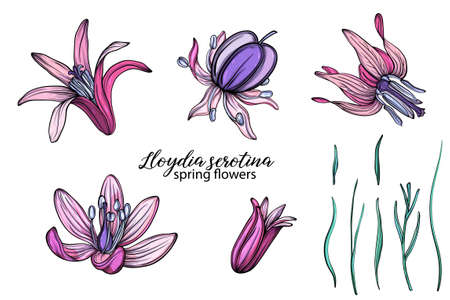 vector set of delicate spring flowers. Flowers. Spring flowers.のイラスト素材