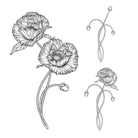 Graphic vector flower composition. Flowers of poppies.のイラスト素材