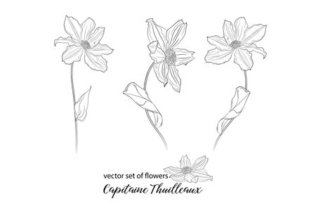 vector set of flowers and clematis buds. Capitaine Thuilleauxのイラスト素材