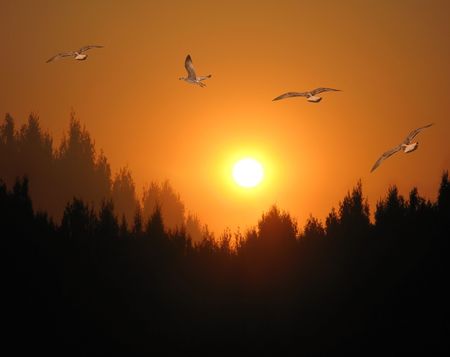 The seagull fly above a wood on a decline of dayの写真素材