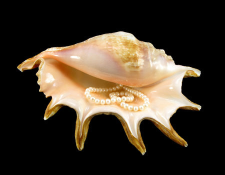 Cockleshell isolated on a black background. Inside of a cockleshell the thread of pearls lays.の写真素材