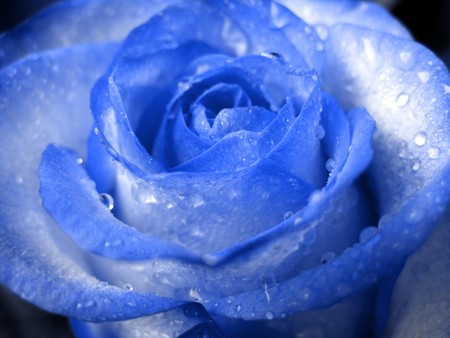 blue rose in drops of waterの写真素材
