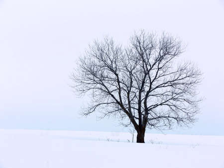 Tree on a snowy hill against a cloudy sky.の写真素材