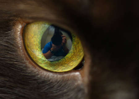 Close-up of a cat's eye, with reflection of photographer in pupil.の写真素材
