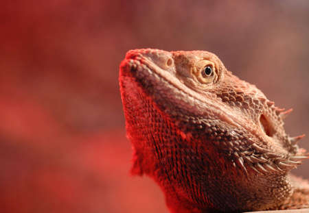 Macro of a bearded dragon's head with the red glow of a heat lamp underneath.の写真素材