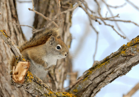 Squirrel perched on a branch with space for text on the right.