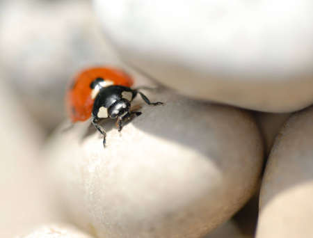 Macro of a ladybug on tiny beach stones.の写真素材