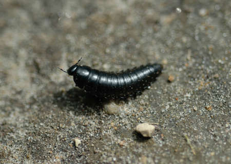 Macro of a black insect larva on sandy soil.の写真素材