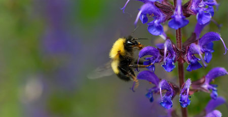 Macro of a bumblebee on purple flowers, with space for text on the left and underneath.