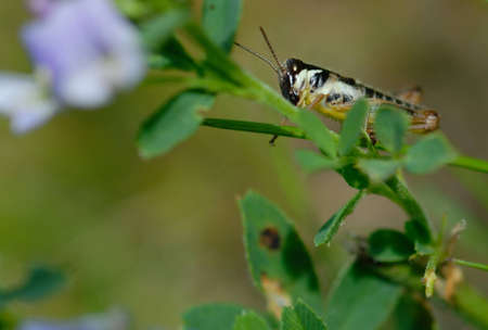 Macro of a tiny grasshopper on the stem of a plant, with space for text on left side and beneath.の写真素材