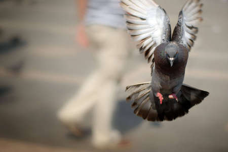 Pigeon flying directly toward camera, with room for text on left.の写真素材