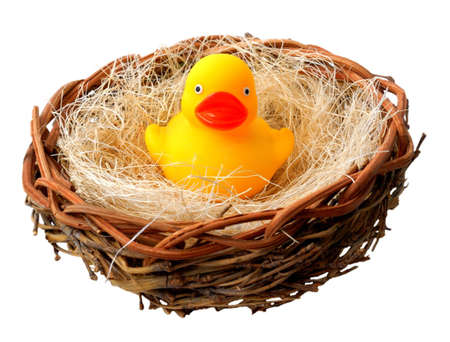 Isolated shot of rubber ducky in nest.の写真素材