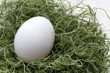 Chicken egg on green moss.